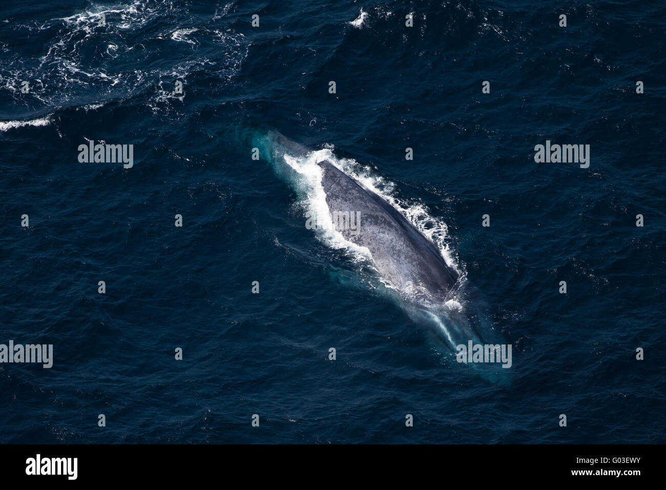 La baleine grise, la baleine, vue aérienne Banque D'Images