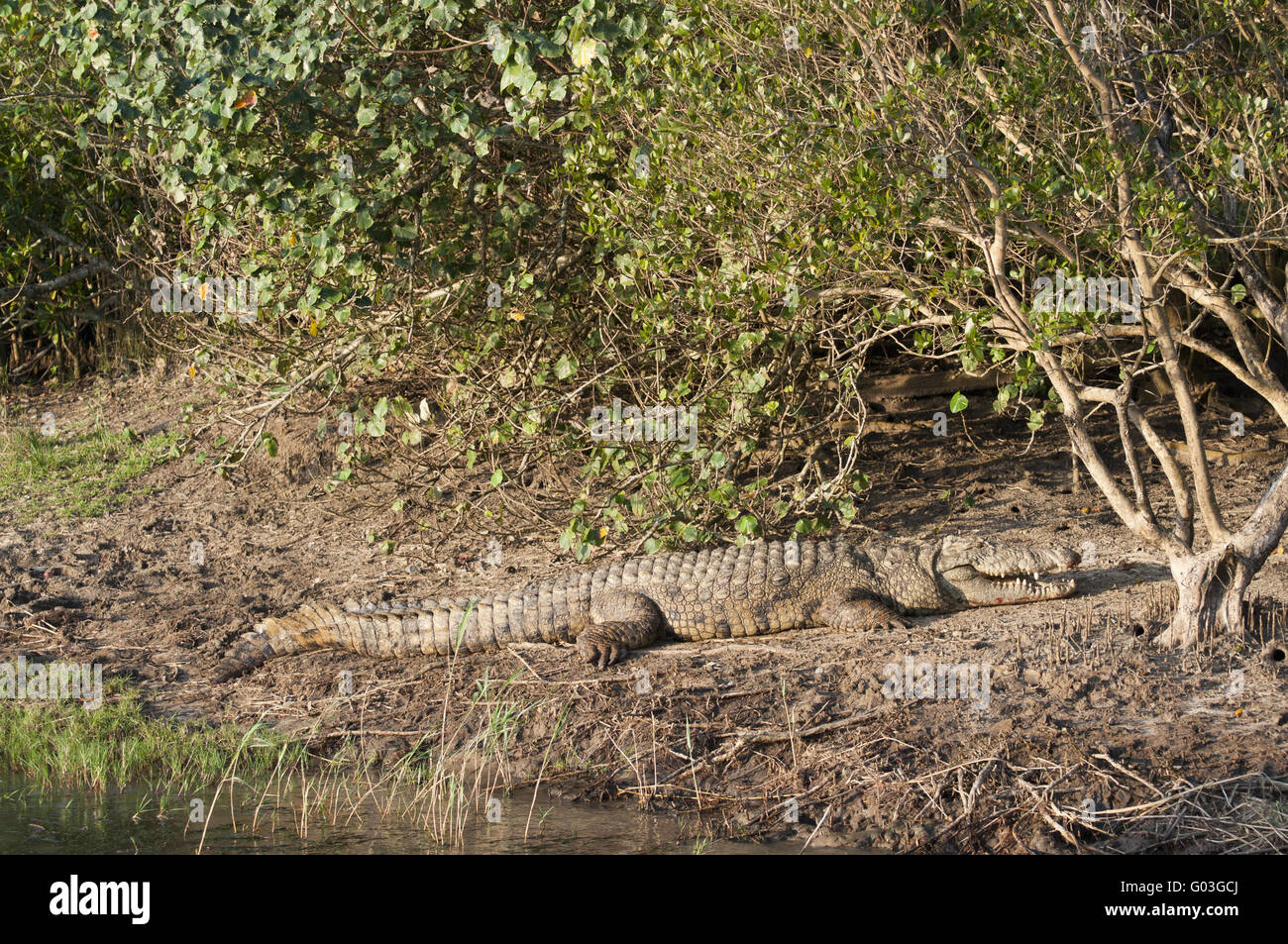 Crocodile Banque D'Images