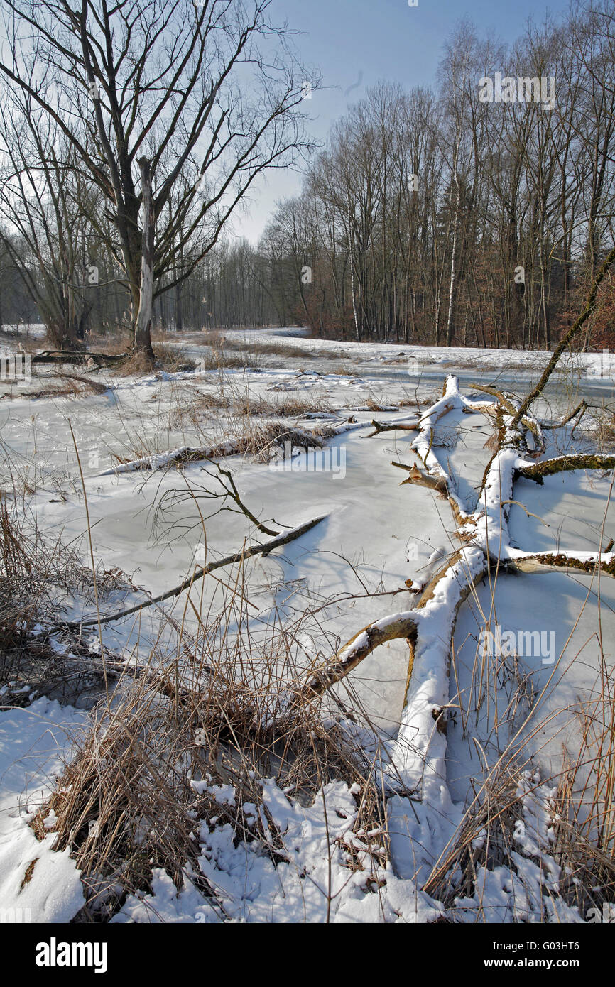 Un ruisseau gelé, riverains de la forêt de plaine, la Bavière Banque D'Images