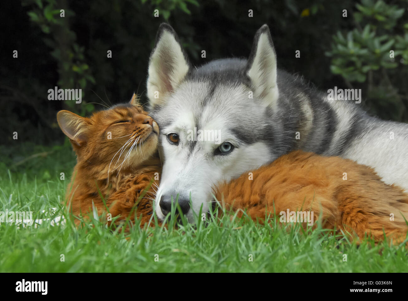 Somali Cat et Husky Sibérien se collent ensemble Banque D'Images