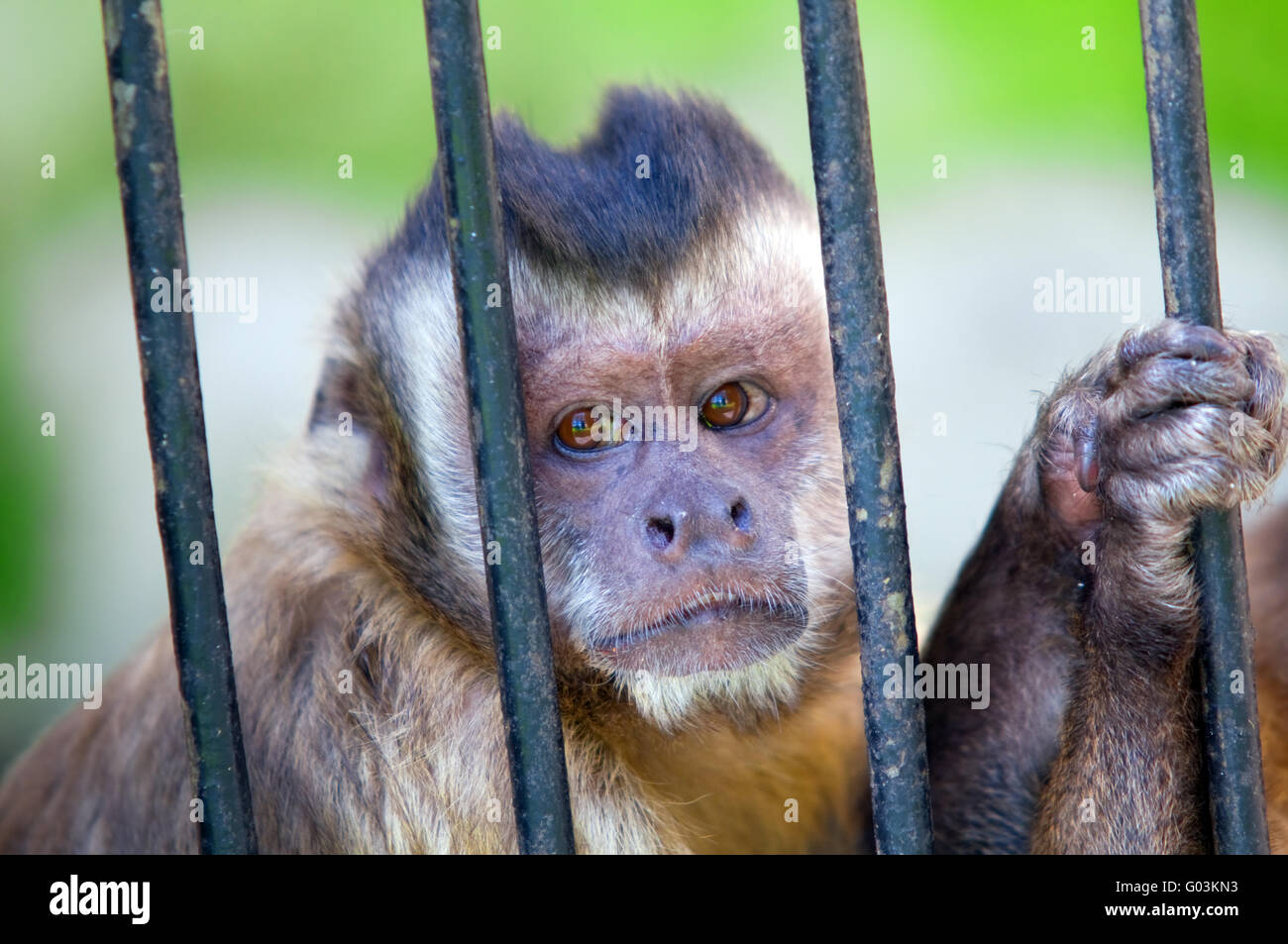 Espèce de singe Apella Cebus derrière les barreaux. Captivité concept etc Banque D'Images