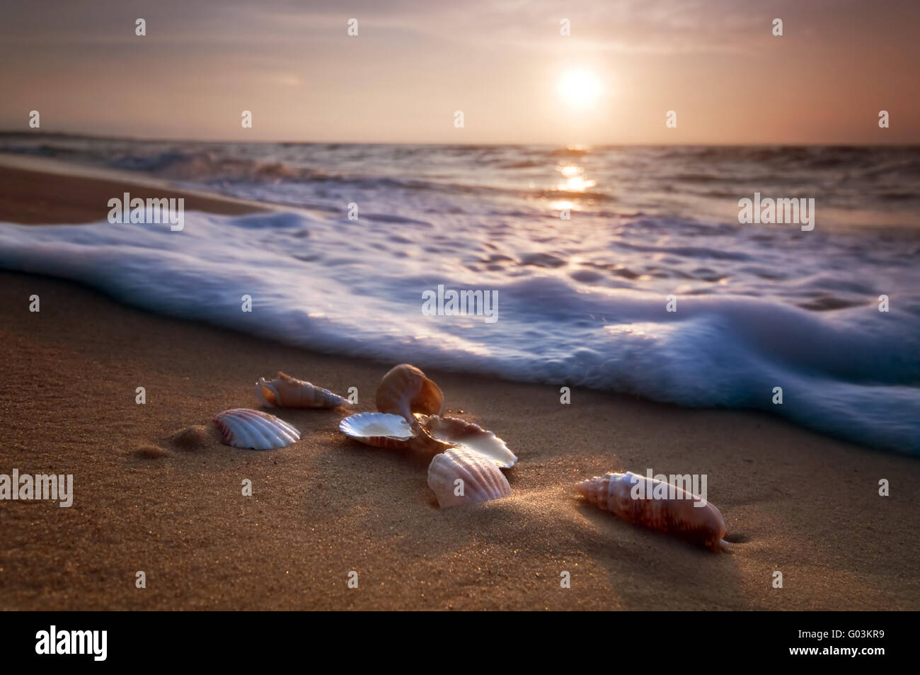 L'approche des vagues coquilles de mer allongé sur le sable pendant le coucher du soleil Banque D'Images