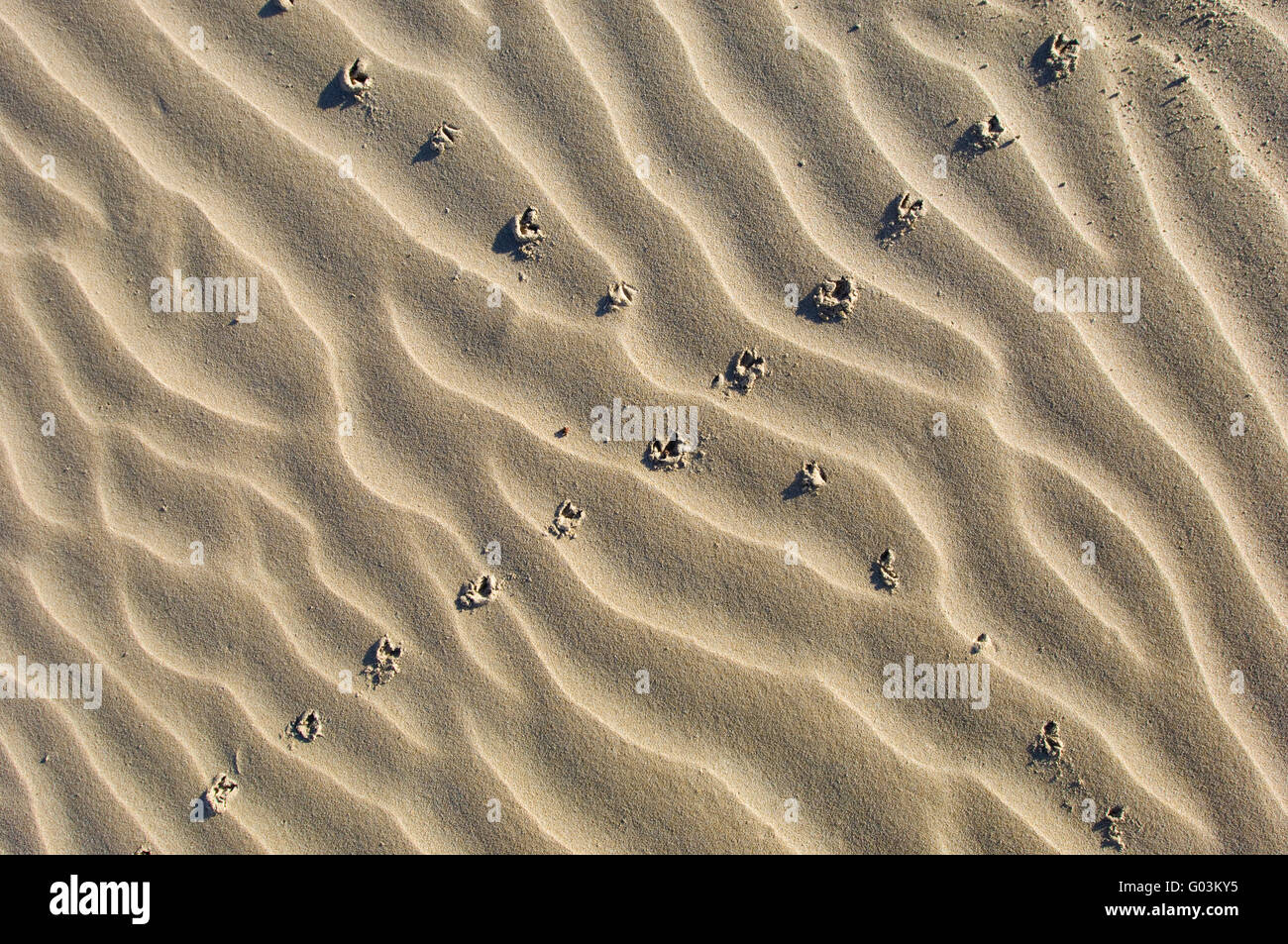 Oiseau Bergeronnette du cap Sable imprime en Afrique du Sud, près de Turners Beach Banque D'Images