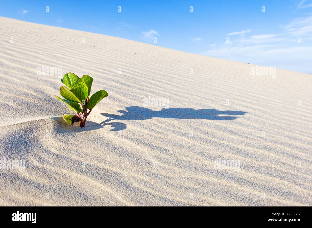 L'Ipomoea pes-caprae, également connu sous le bayhops beach, gloire du matin ou de chèvre, le pied est une vigne rampante pantropicale Banque D'Images