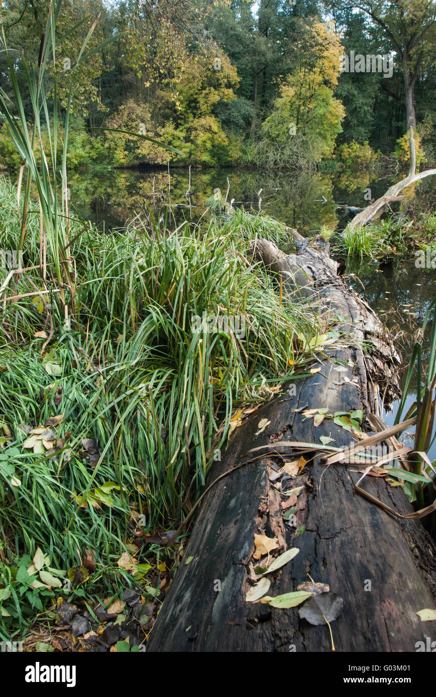 Le bois mort sur les rives de l'Bogensee dans une forêt Banque D'Images