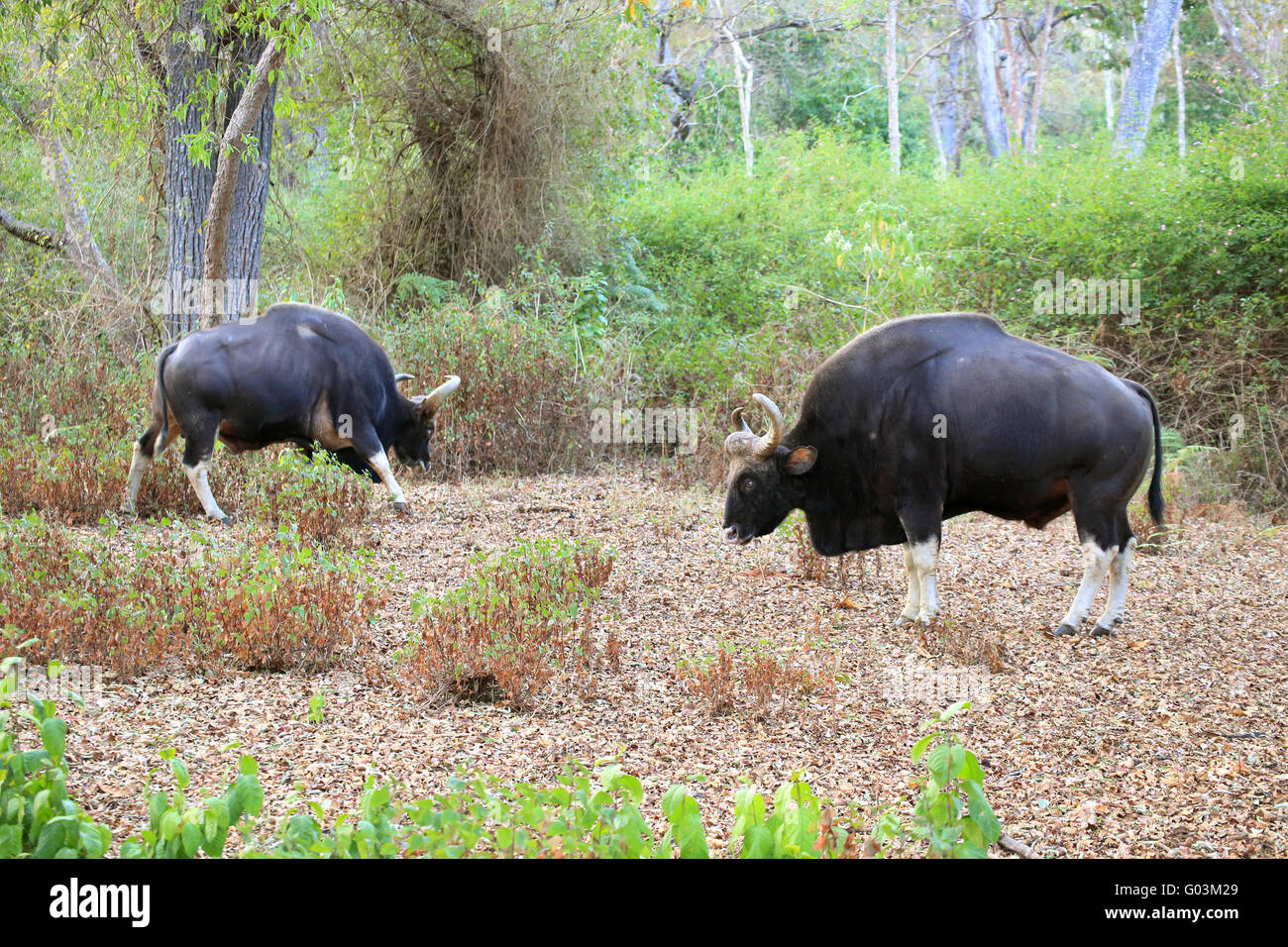 Gaur (Bos gaurus), les Indiens, les bisons, K Gudi, B R Hills, Karnataka, Inde Banque D'Images