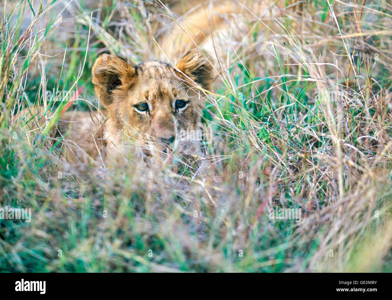 Un jeune lion cub dans la réserve de chasse de Mthethomusha, jouxtant le Parc National Kruger en Afrique du Sud Banque D'Images