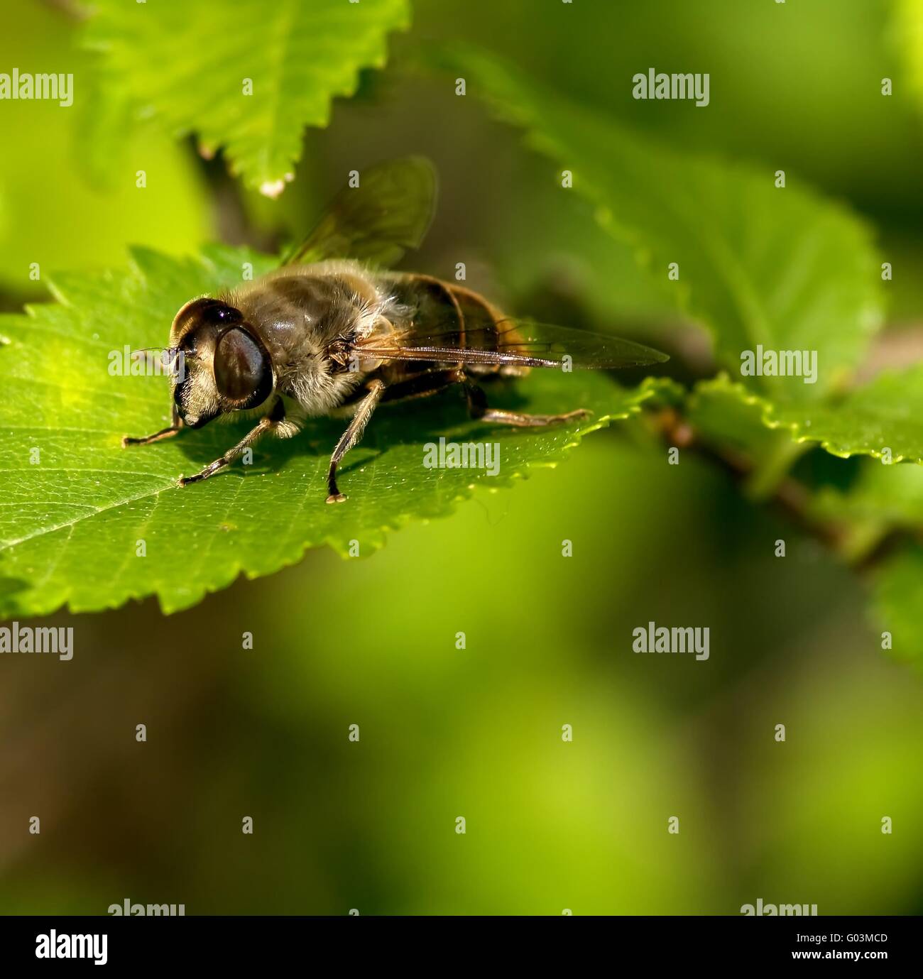 Hoverfly sur une feuille d'une journée d'été à Bucamante Banque D'Images