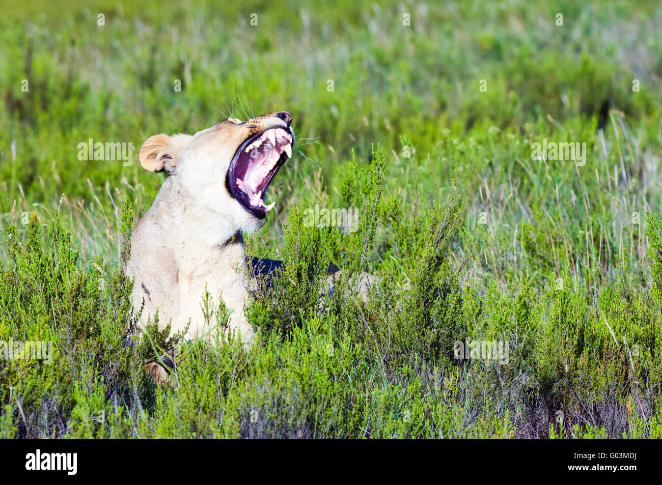 Une femme l'African Lion - Panthera leo - situé dans la région de fynbos Lalibela Game Reserve dans l'Eastern Cape, Afrique du Sud Banque D'Images