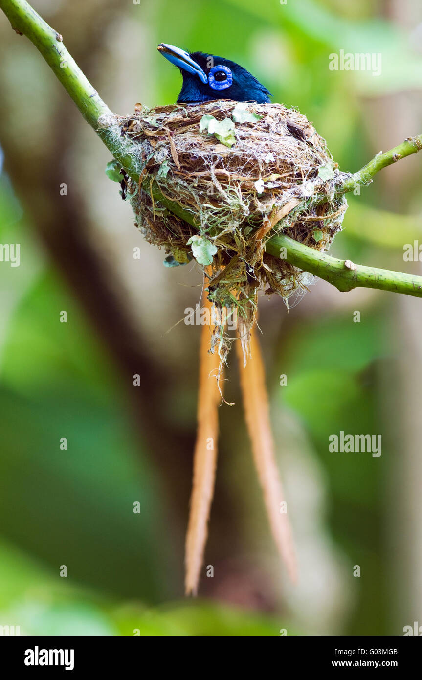 African Paradise Flycatcher Terpsiphone viridis homme assis sur son nid. Image prise près de East London, Afrique du Sud Banque D'Images