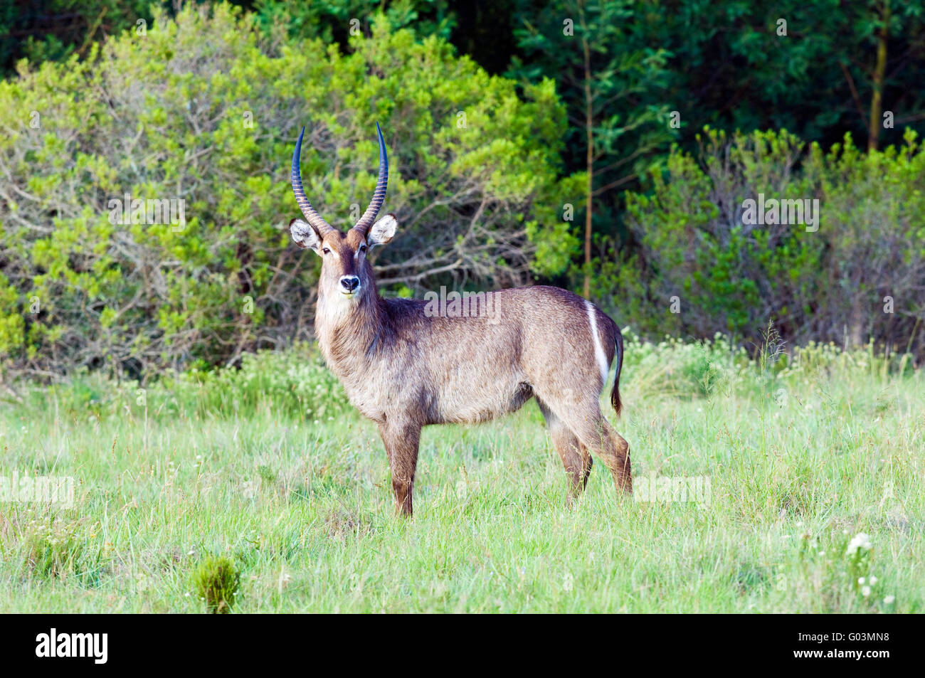 A mature waterbuck, Kobus ellipsiprymnus, homme. Image prise à Lalibela Game Reserve près de Grahamstown, Afrique du Sud. Banque D'Images