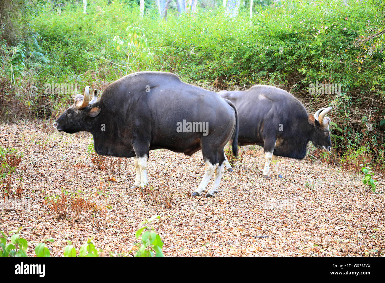 Gaur (Bos gaurus), les Indiens, les bisons, K Gudi, B R Hills, Karnataka, Inde Banque D'Images