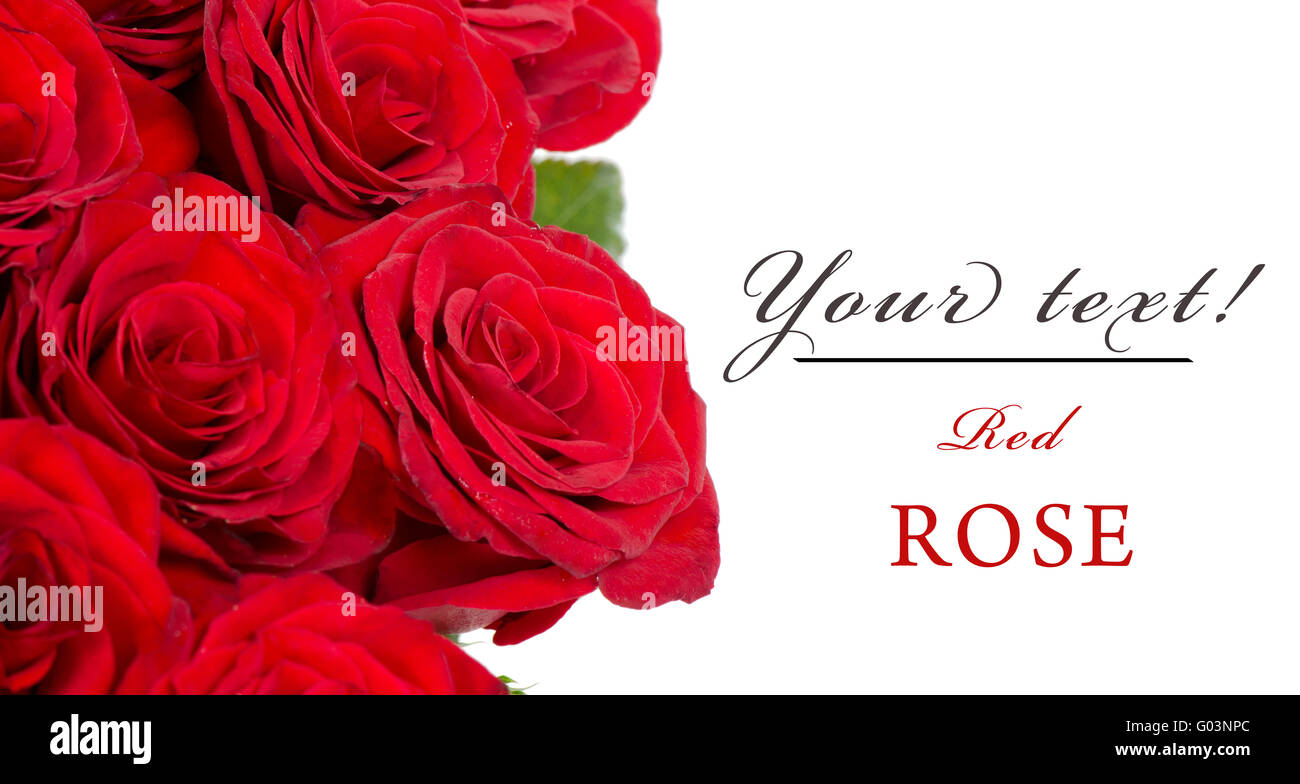 Bouquet de roses rouges isolé sur fond blanc Banque D'Images