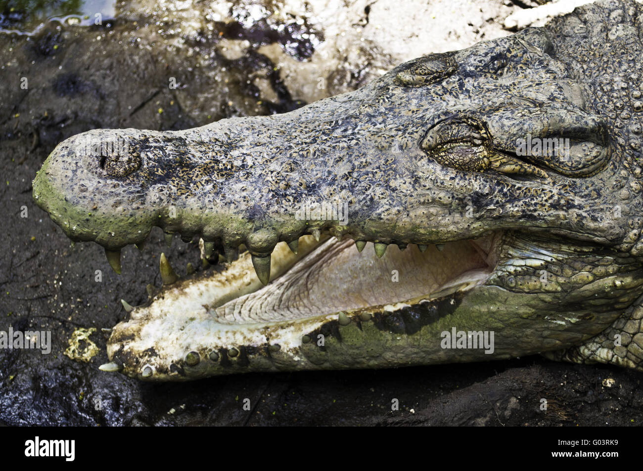 Crocodile affamé et dangereux avec les mâchoires ouvertes Banque D'Images