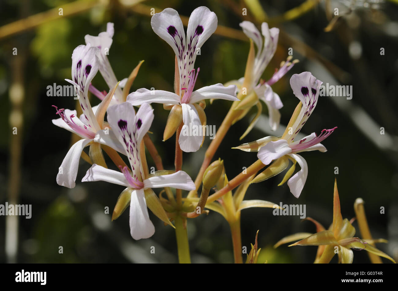 Pelargonium spinosum, Namaqualand, Afrique du Sud Banque D'Images