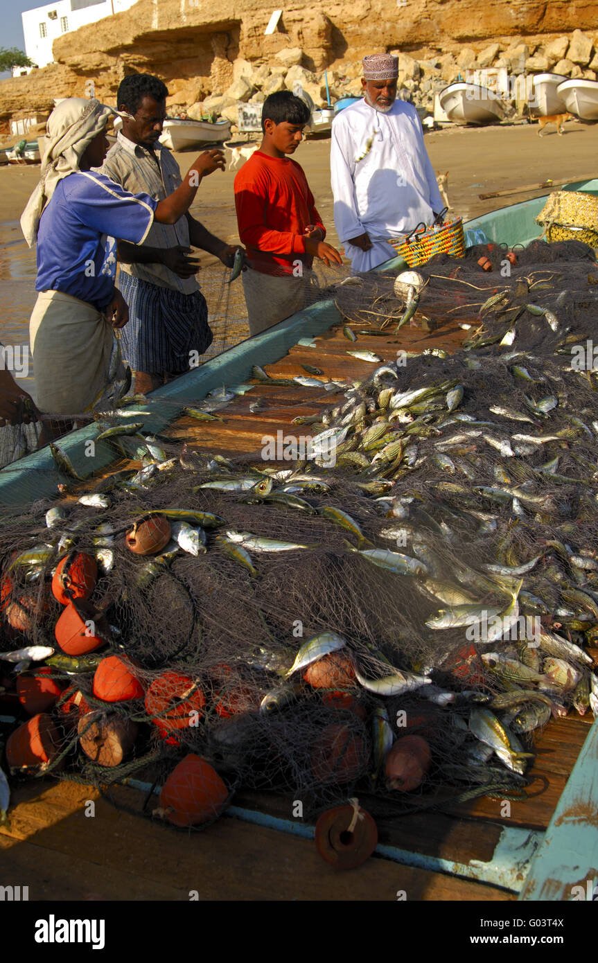 La capture, le tri des pêcheurs sur,Sultanat d'Oman Banque D'Images