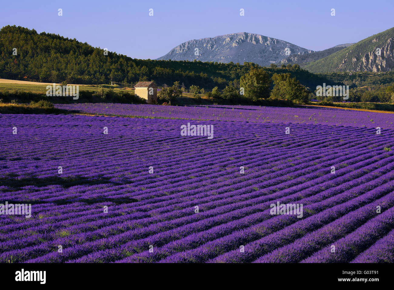 Champs de lavande près de Puimoisson, Provence, France Banque D'Images