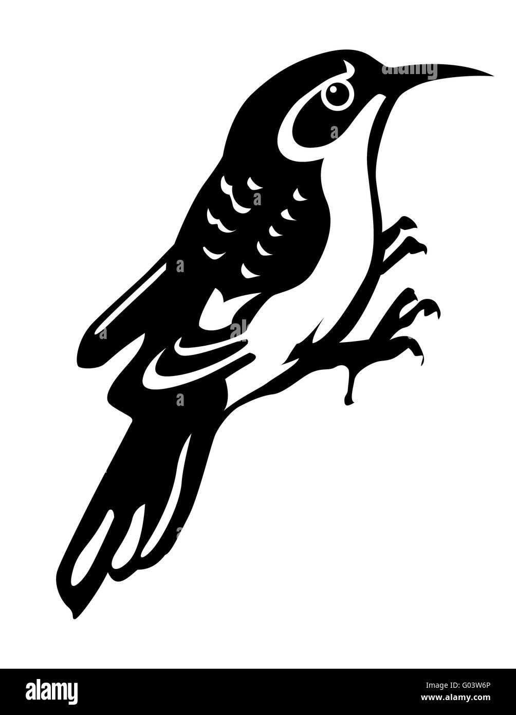 Vector silhouette de l'oiseau du bois sur fond blanc Banque D'Images