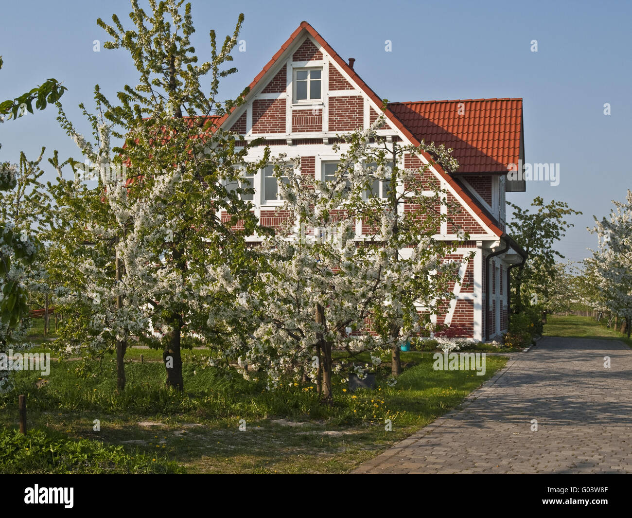 Fleurs de cerisier au marais asséchés, Allemagne Banque D'Images