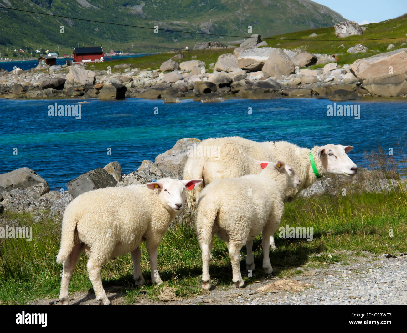 Paysage pittoresque avec des moutons à l'île de la Norvège Banque D'Images