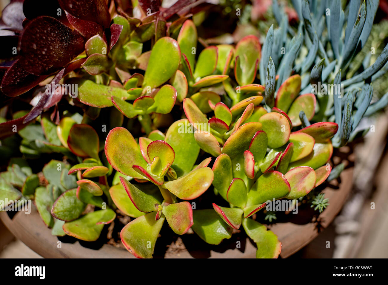Diverses plantes succulentes poussant dans un pot Banque D'Images