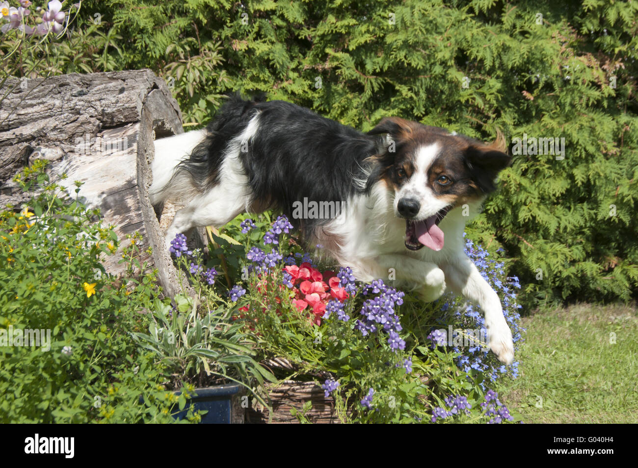 Kromfohrlaender chien prend un saut Banque D'Images