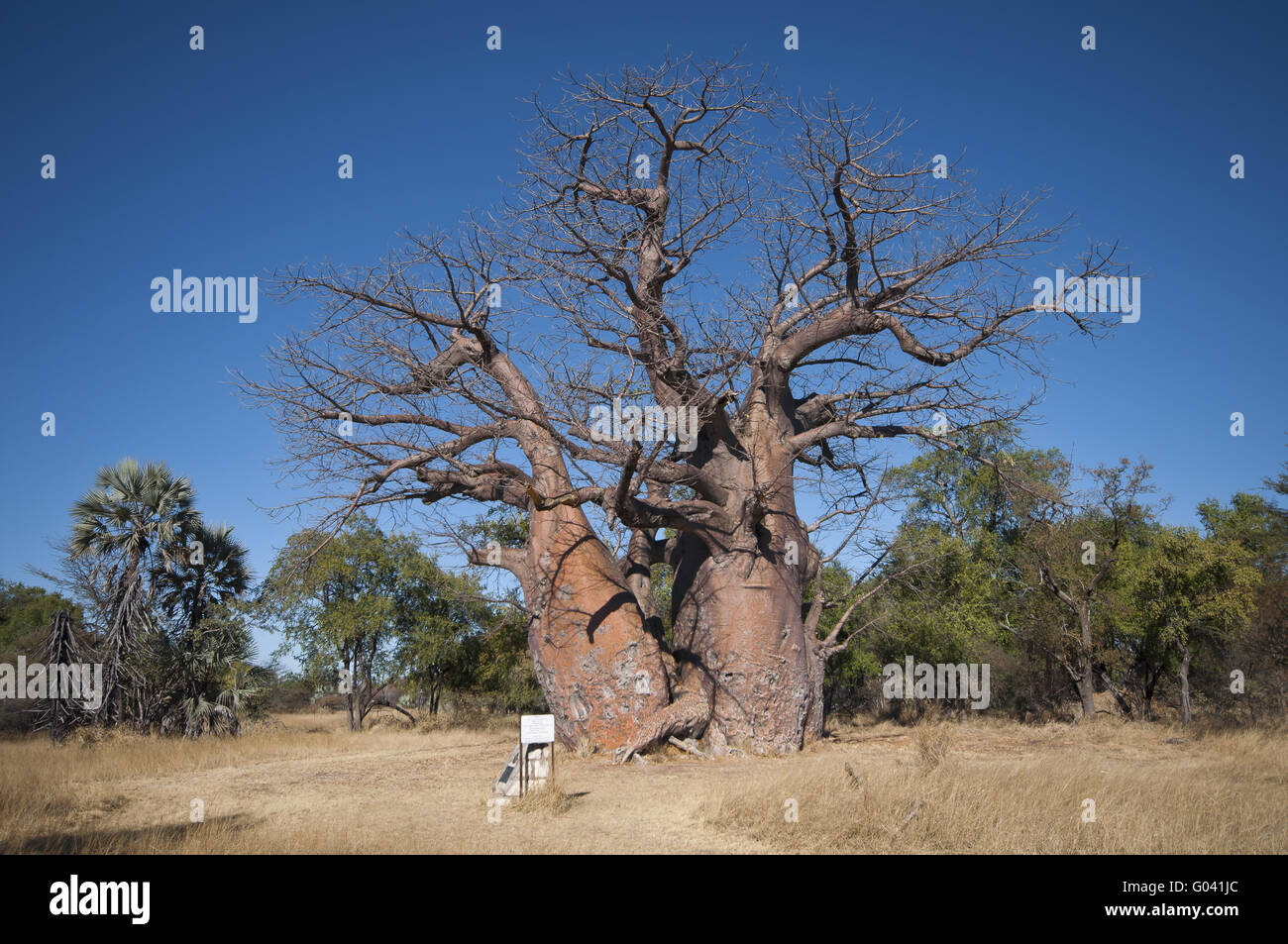 Baobab africain Banque D'Images