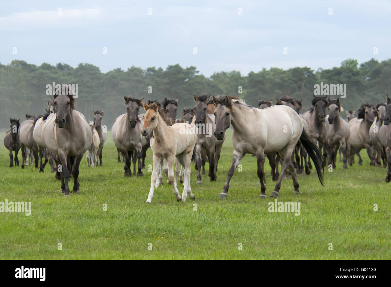 Harde sauvage de Duelmen poneys avec poulains, Allemagne Banque D'Images