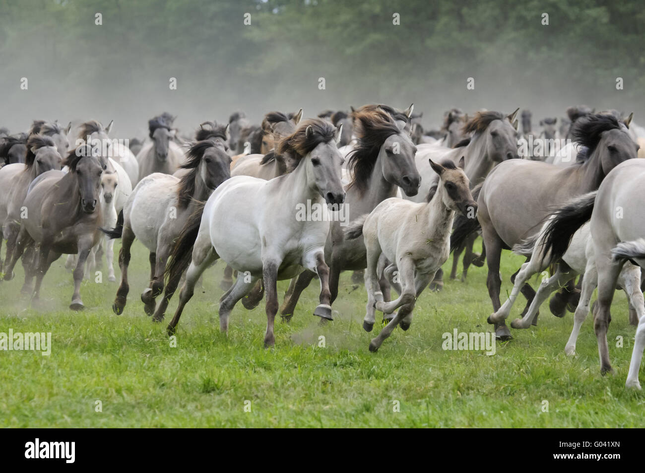 Harde sauvage de Duelmen poneys au galop, Allemagne Banque D'Images