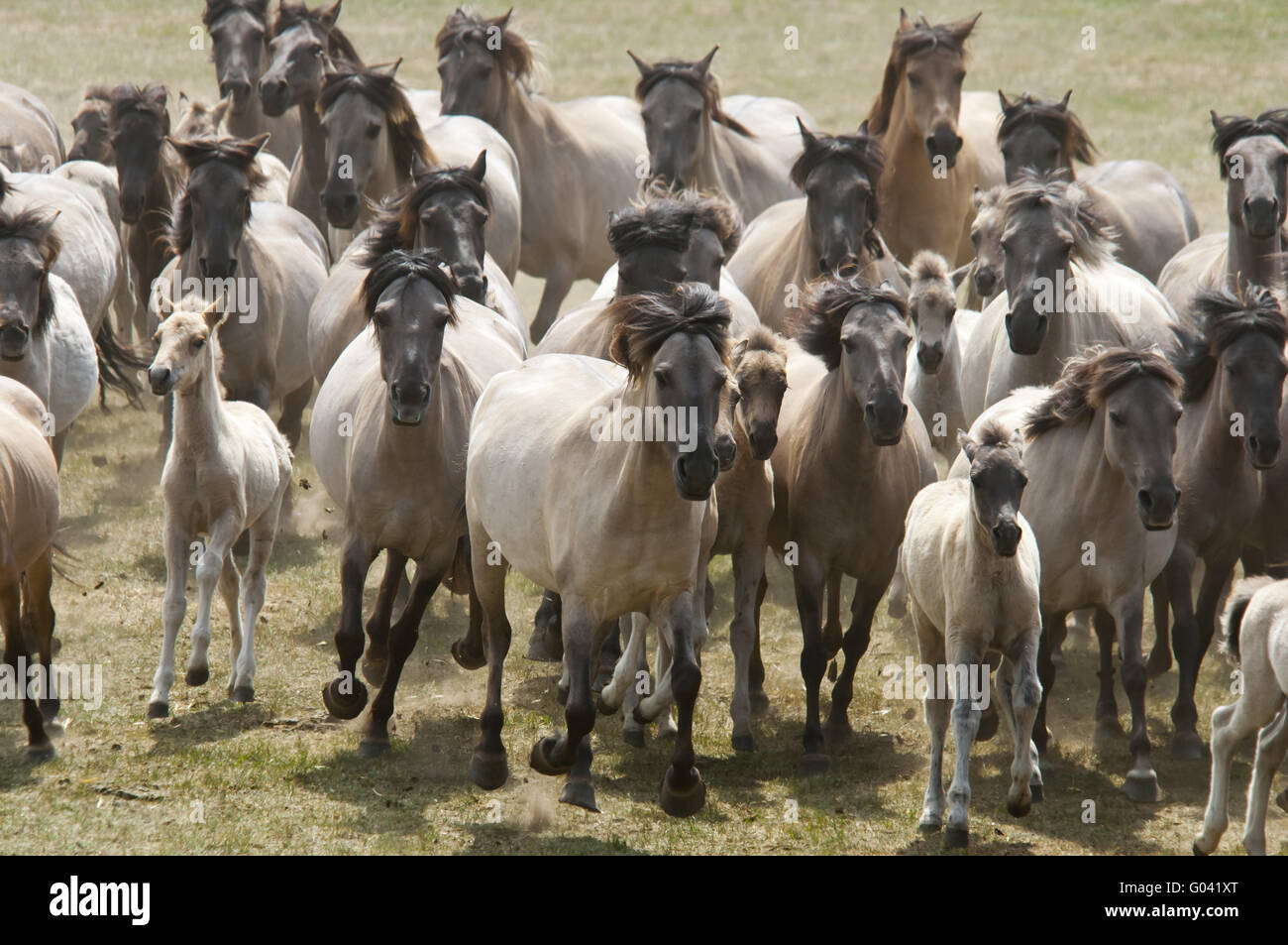 Harde sauvage de Duelmen poneys au galop, Allemagne Banque D'Images