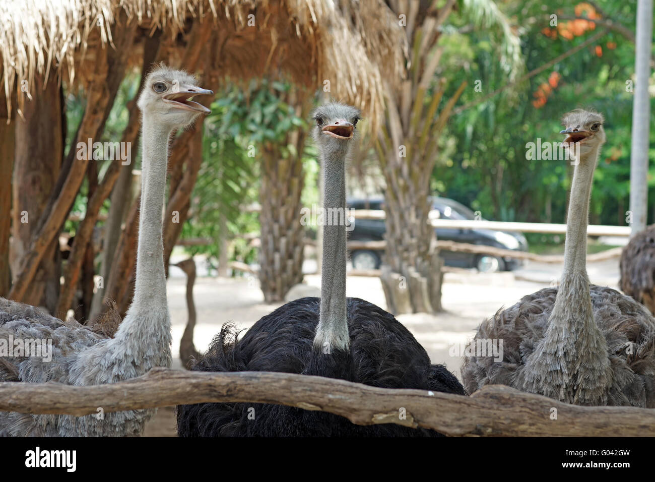 Libre d'autruches dans le zoo public Banque D'Images