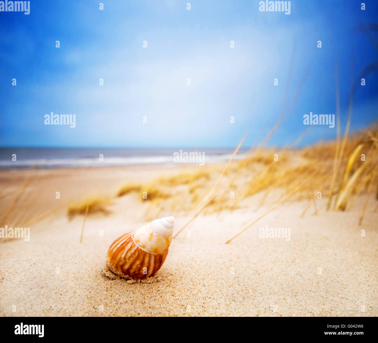 Shell sur le sable sur la plage d'été. Dans le fond de l'océan Banque D'Images