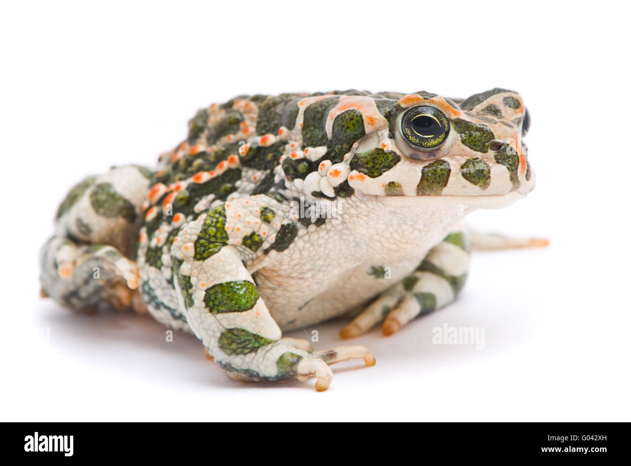 Bufo viridis. Crapaud vert sur fond blanc. Banque D'Images