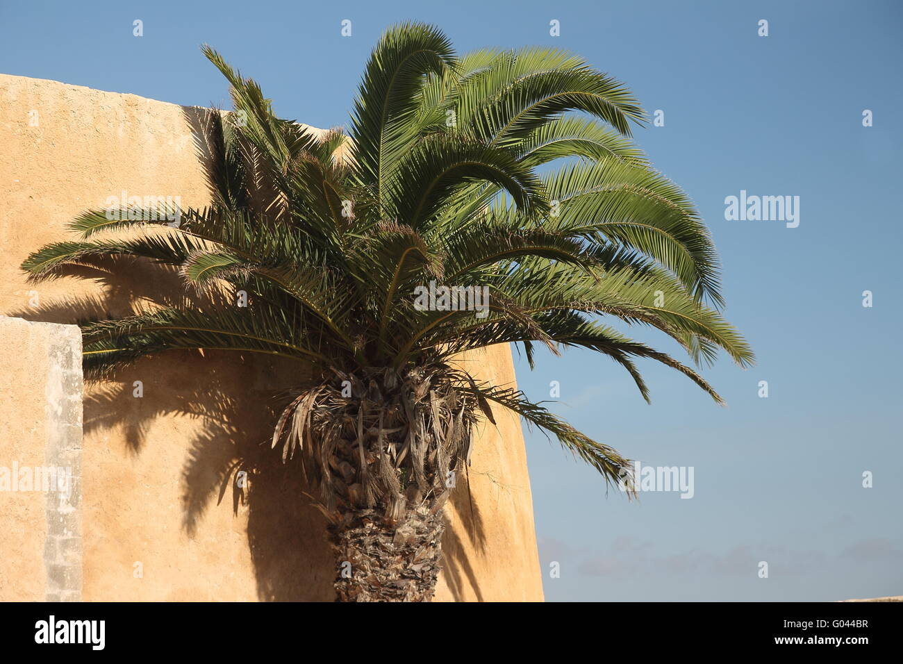 Un palm dans les fortifications portugaises de Mazagan. El-Jadida Banque D'Images