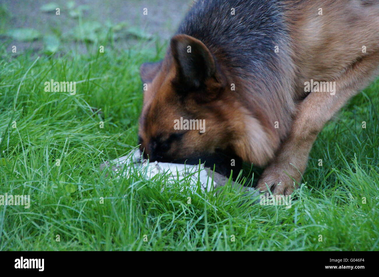 Berger Allemand Banque D'Images