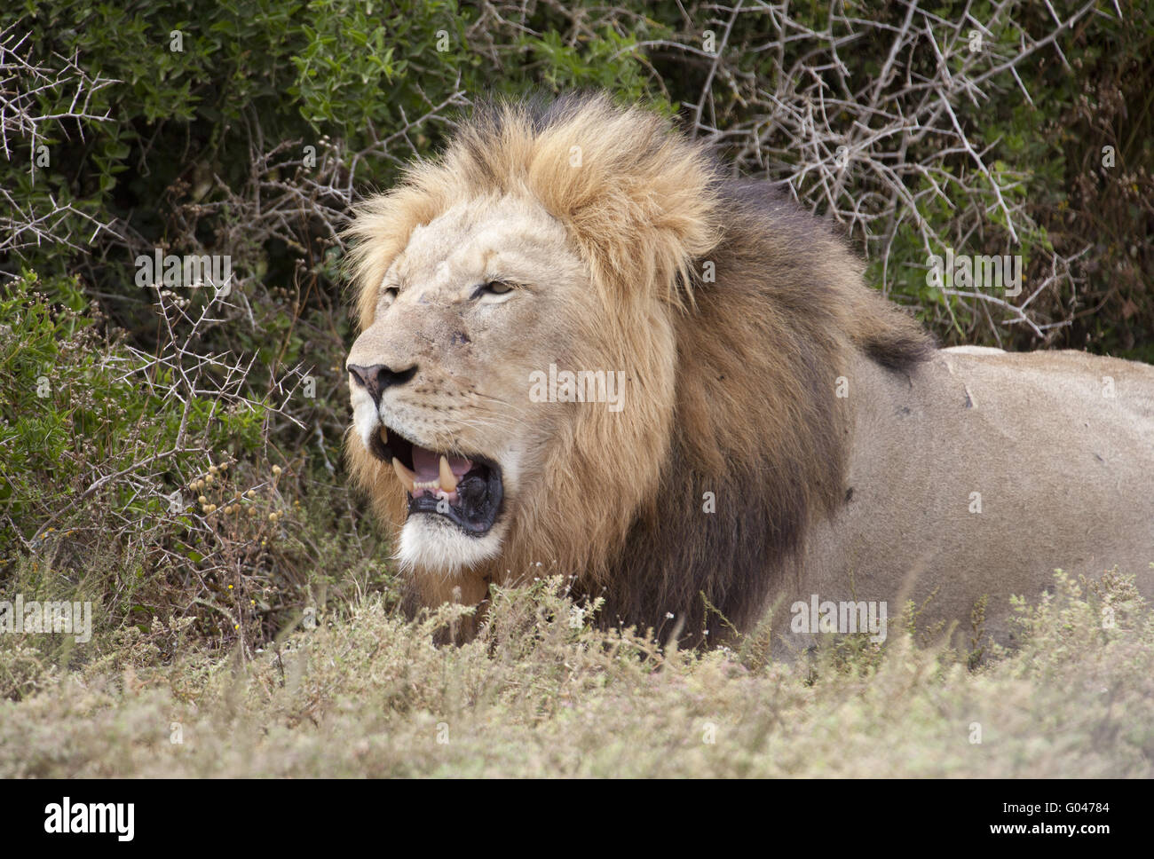 Lion rugissant,mâle Banque D'Images