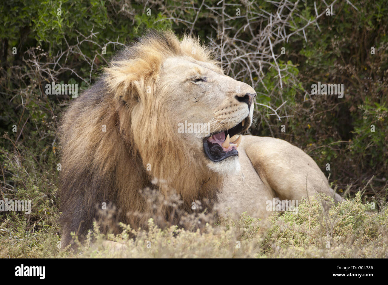 Lion rugissant,mâle Banque D'Images
