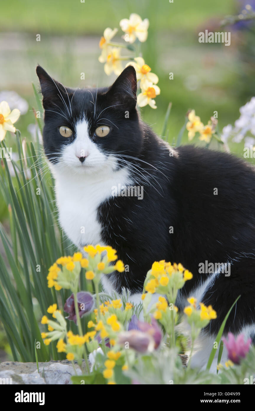 Chat, noir blanc, assis parmi les fleurs du printemps Banque D'Images