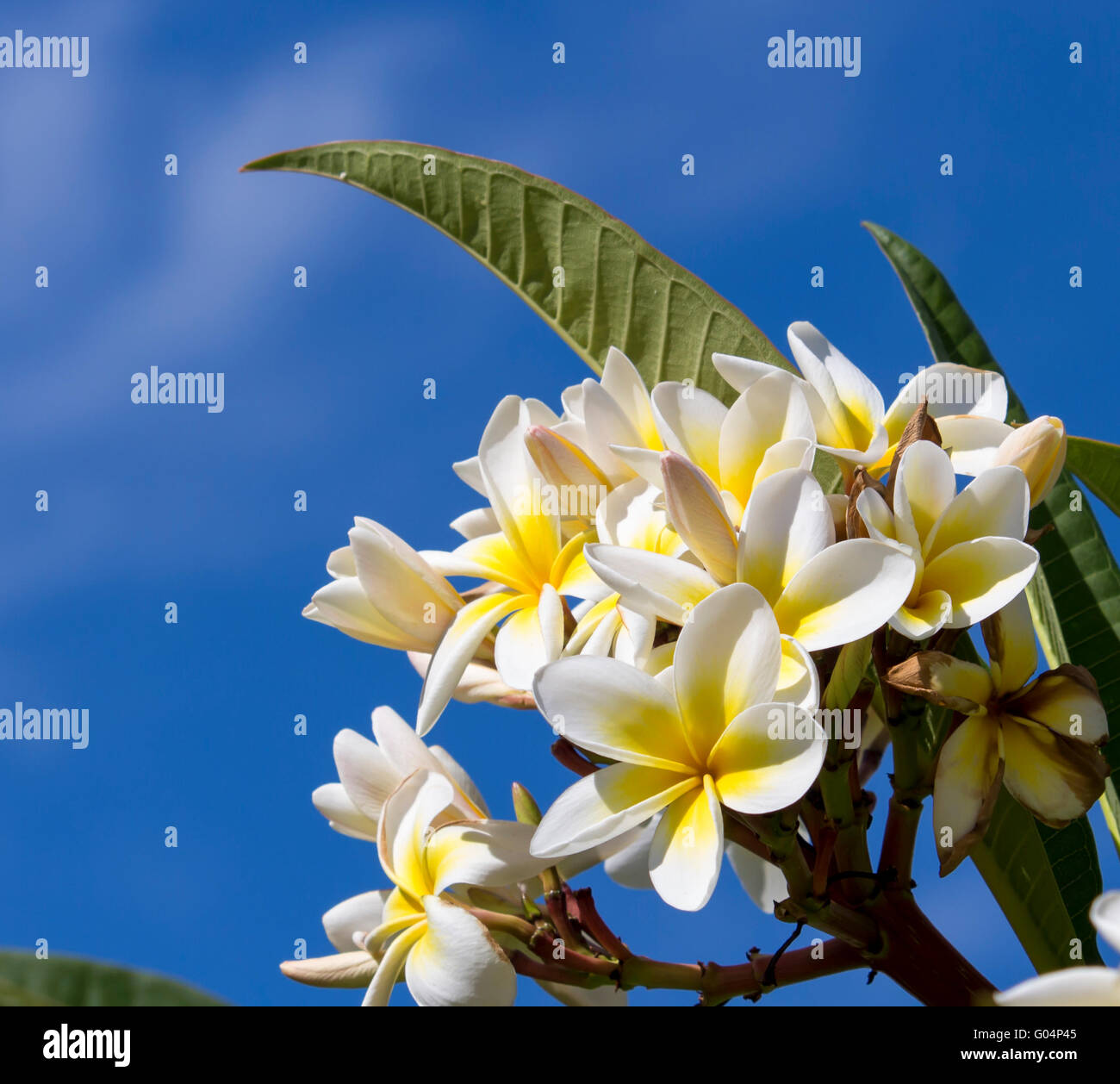 Fleurs blanches parfumées avec centre jaune d'espèces tropicales exotiques  frangipanni plumeria plumeria la floraison en été sont une merveilleuse  fleur Photo Stock - Alamy