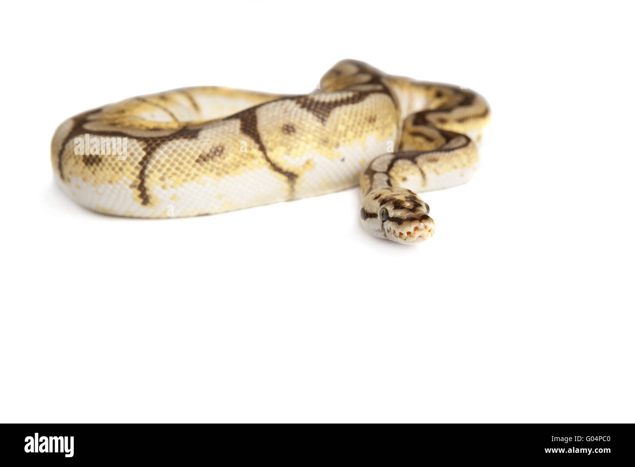 Schlange Boa Serpent Natter avec fond blanc Banque D'Images