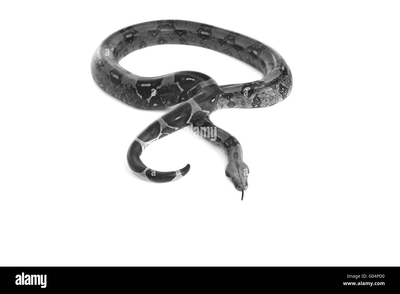 Schlange Boa Serpent Natter avec fond blanc Banque D'Images Schlange Boa Serpent Natter avec fond blanc Banque D'Images