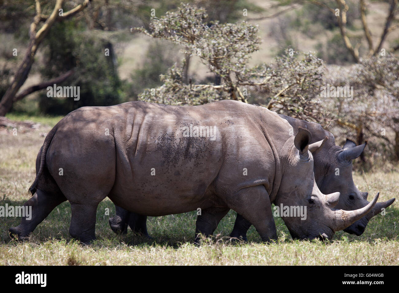 Rhino Banque D'Images