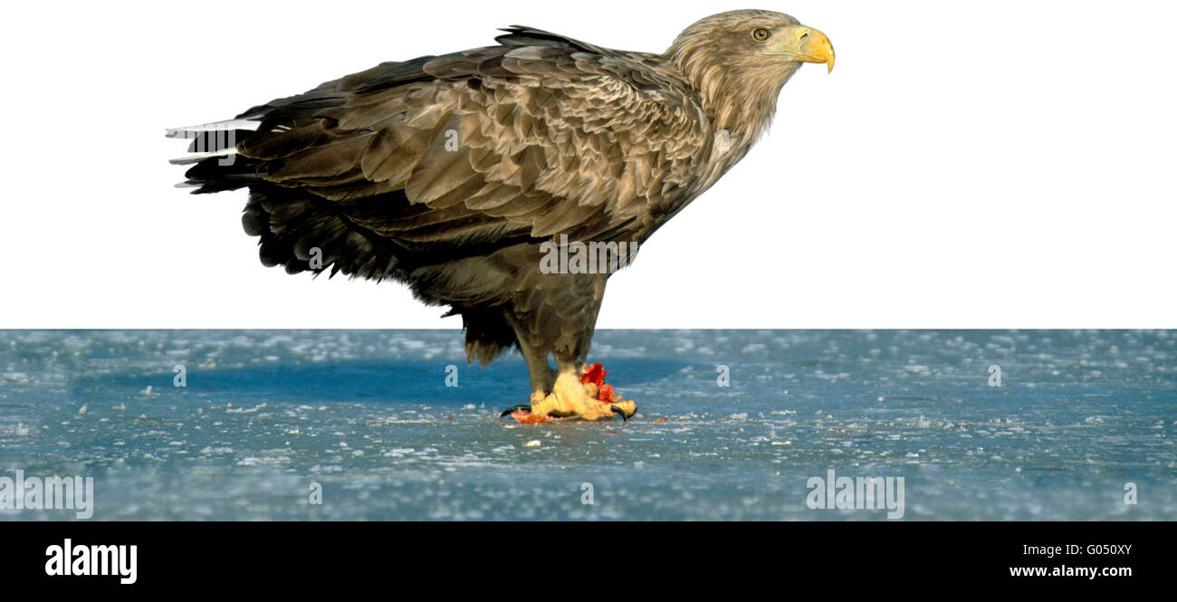 Pygargue à queue blanche - Haliaeetus albicilla Banque D'Images