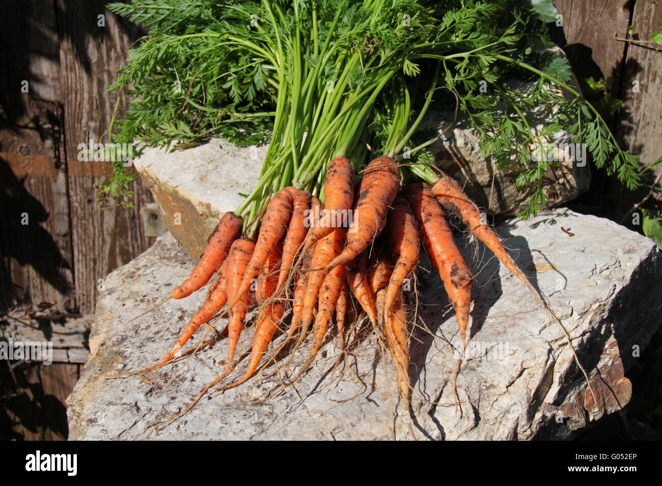 La récolte de carottes dans l'agriculture biologique Banque D'Images