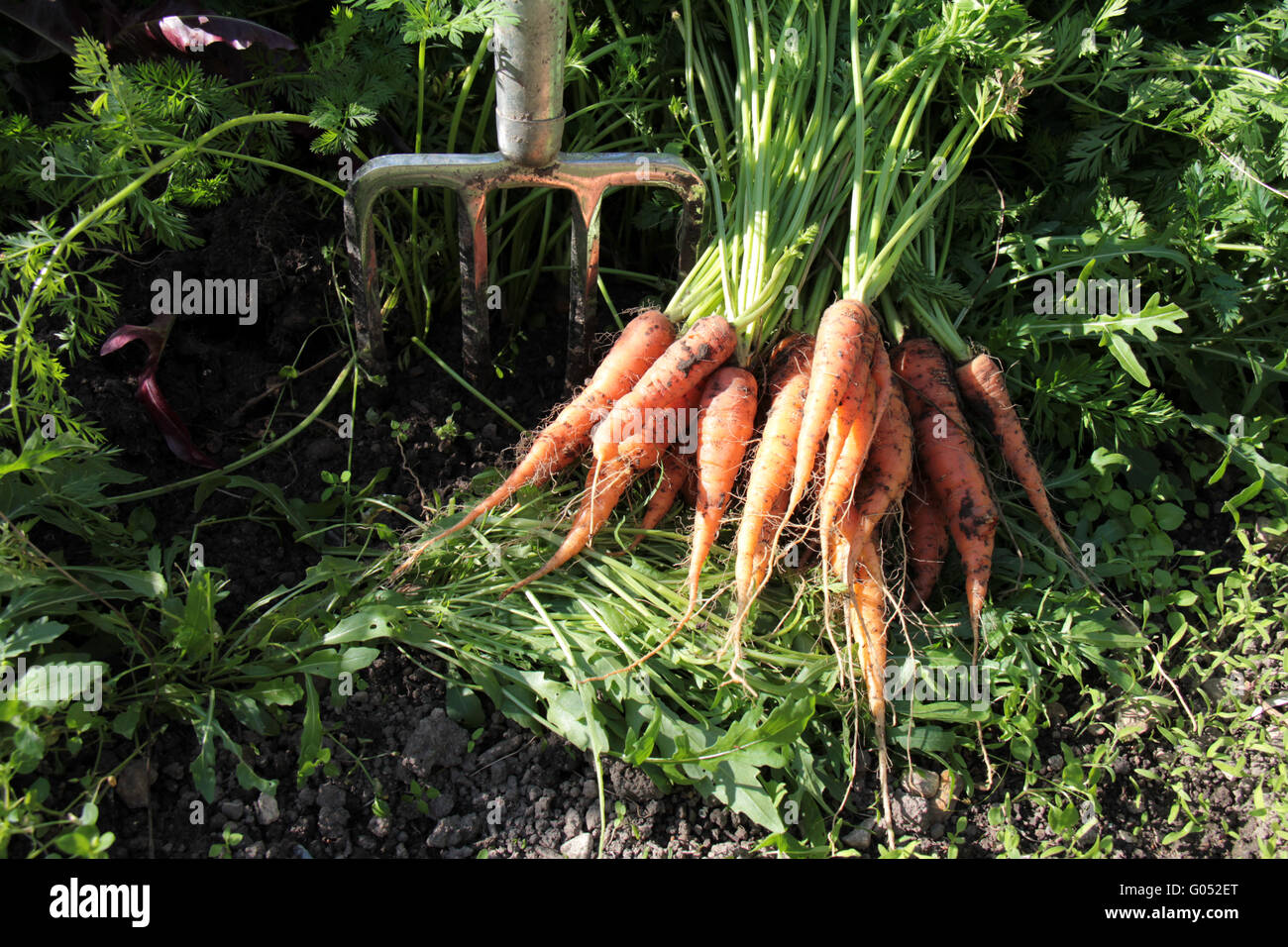 La récolte de carottes dans l'agriculture biologique Banque D'Images