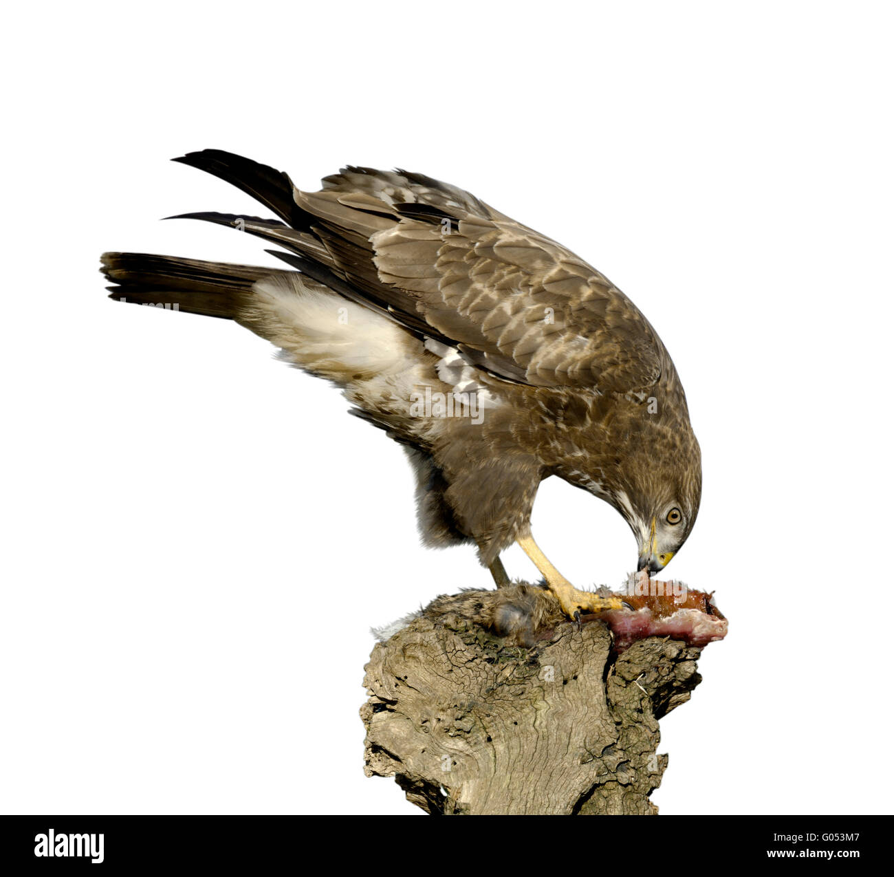 Buse variable - Buteo buteo Banque D'Images