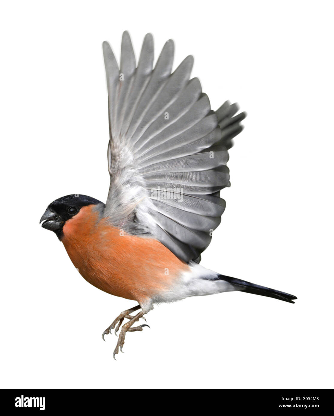 - Pyrrhula pyrrhula Bouvreuil - Mâle Banque D'Images