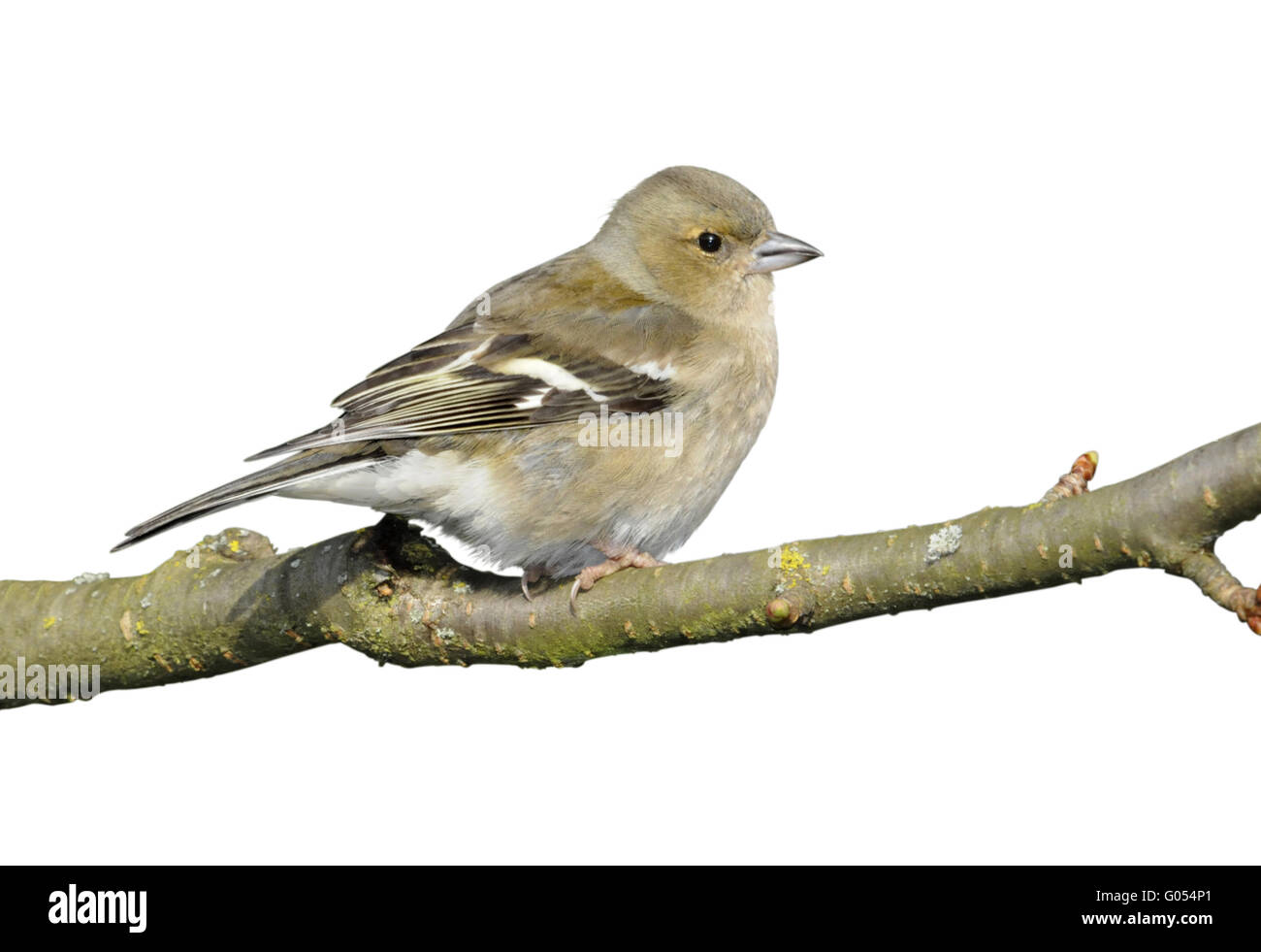 - Fringilla coelebs Chaffinch - femelle Banque D'Images