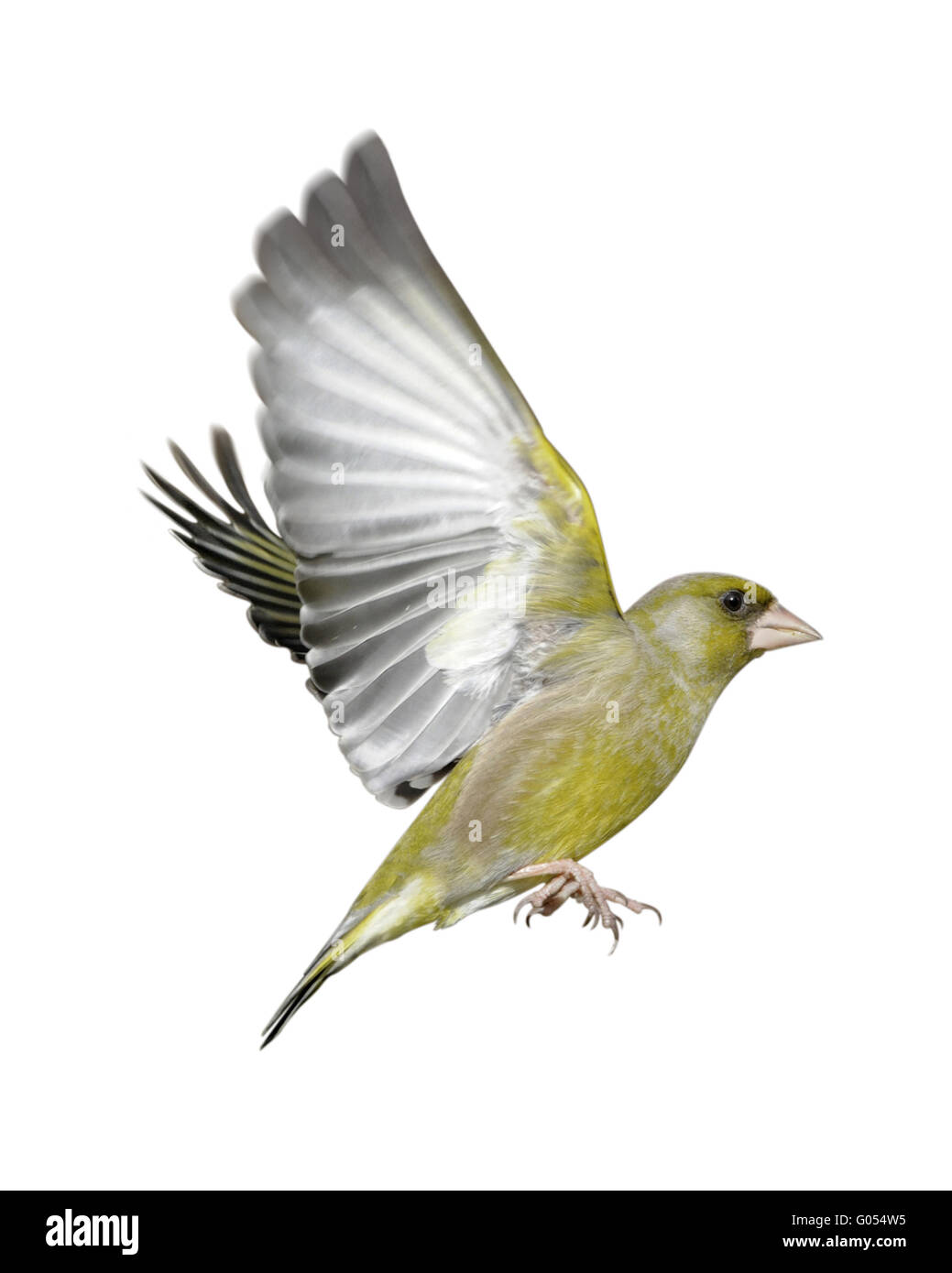 - Carduelis chloris Greenfinch Banque D'Images