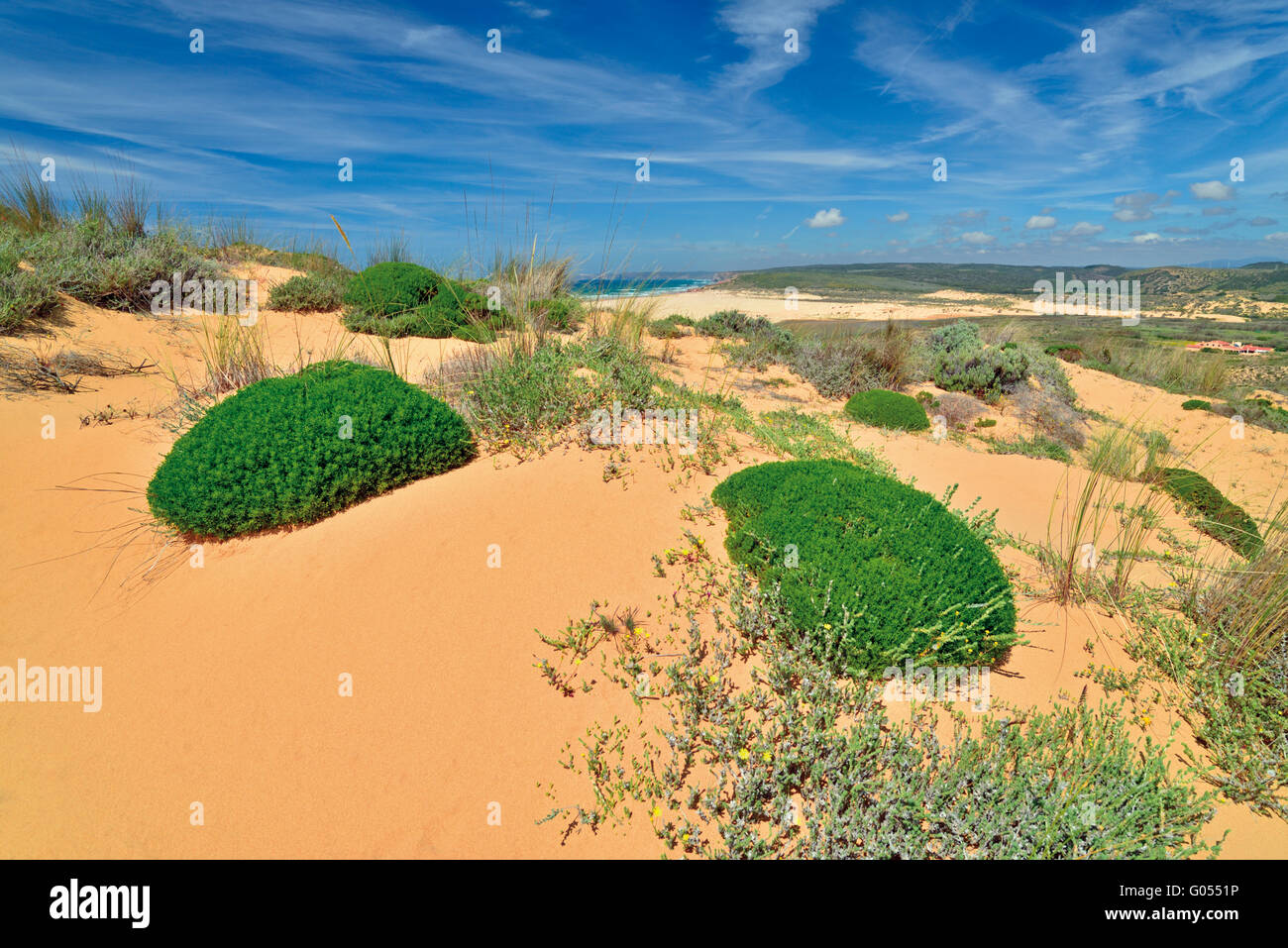 Végétation poussant sur des dunes de sable Banque D'Images